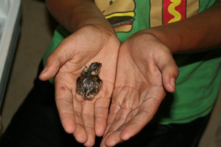 Baby Quail