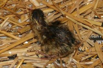 Baby Quail on straw