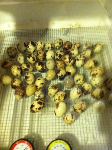 incubator eggs