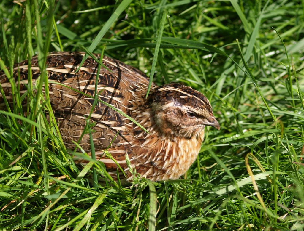 Quail in the grass