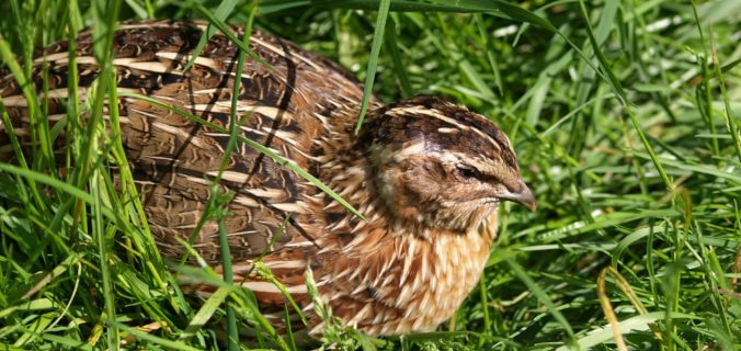 Quail in the grass