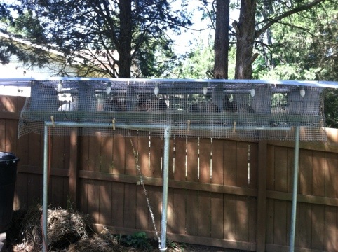 Backyard Quail Pens Backyard Quail Pens