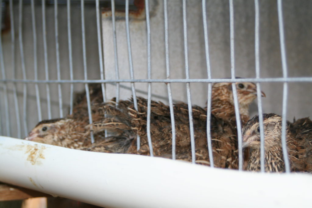 Backyard quail pens