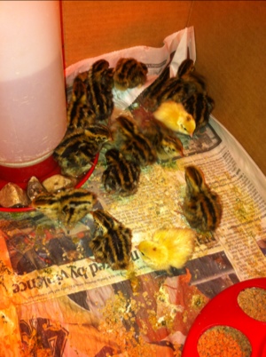 Raise day old quail chicks to maturity