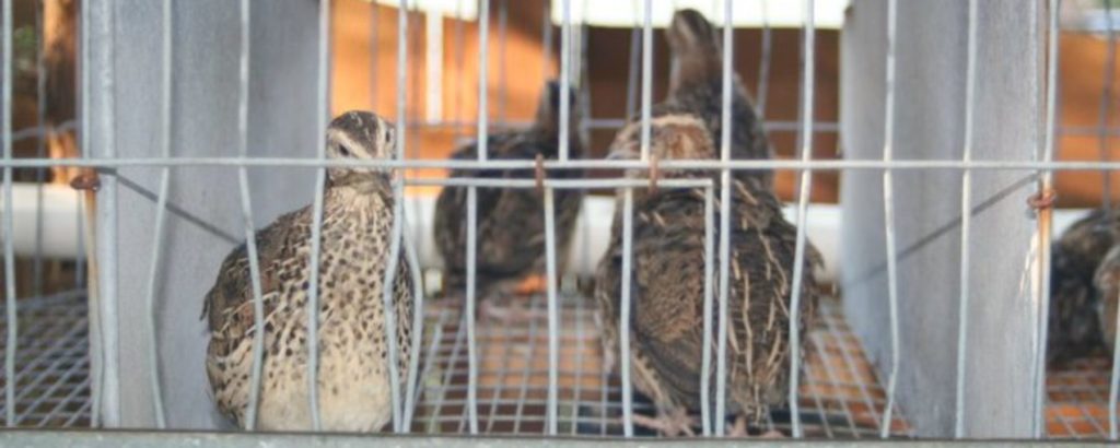 quail in a cage