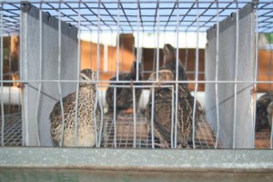 Backyard Quail Farm Spring 2013