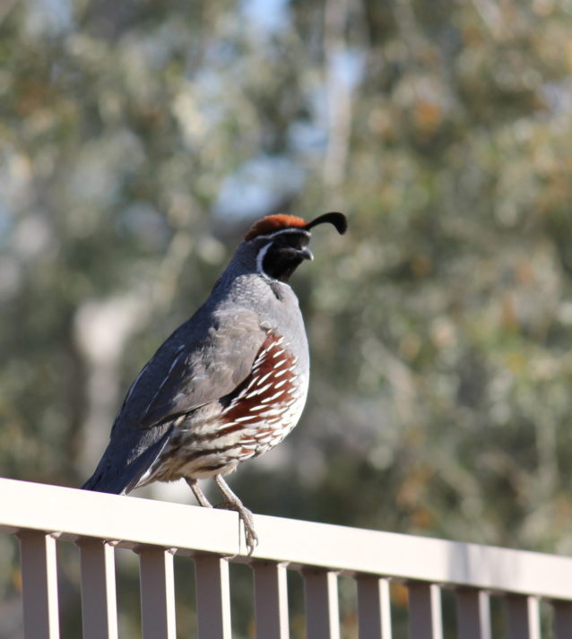 Quail