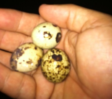 Quail Eggs