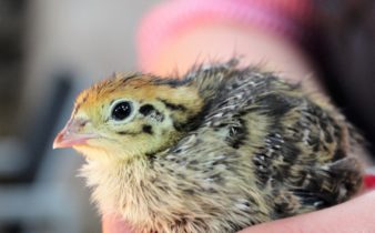 Baby Quail in Hand