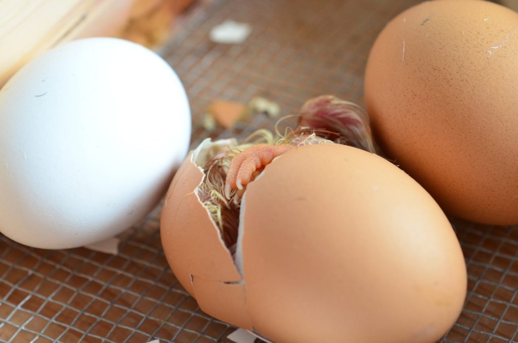 Hatching Eggs In Incubator