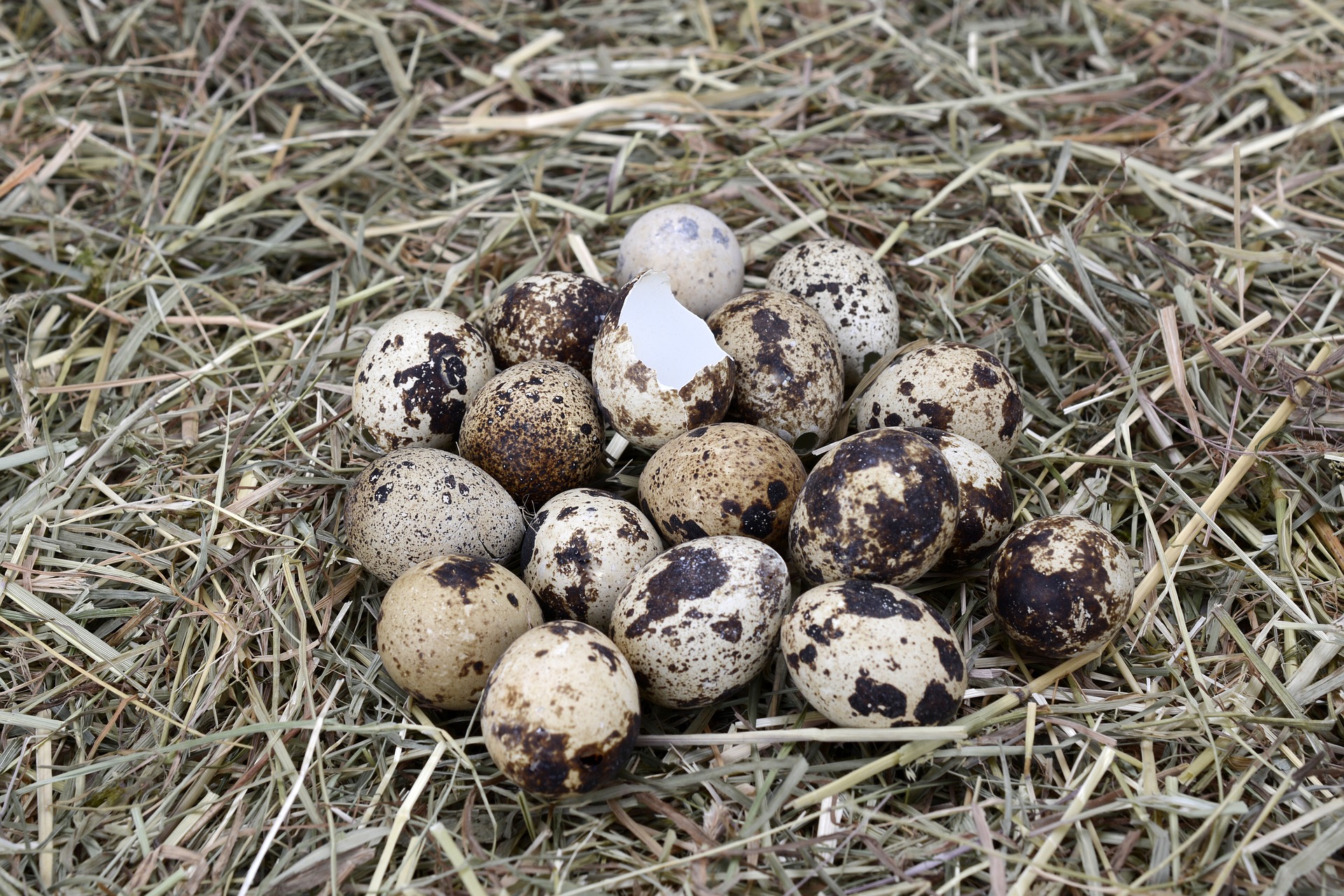 how many quail eggs to feed dog