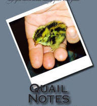 "Quail Notes" by Garry Higgins