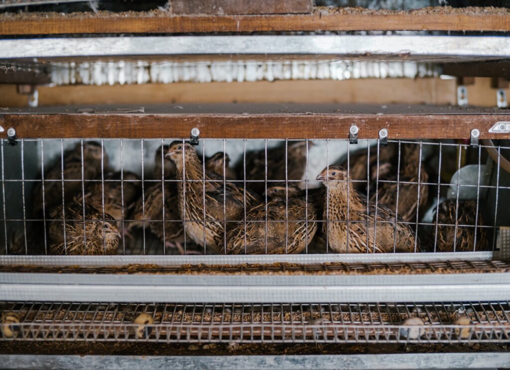 cage with small quails on farm
