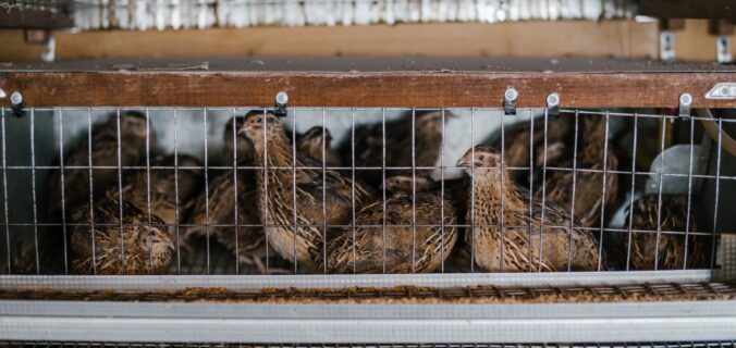 cage with small quails on farm