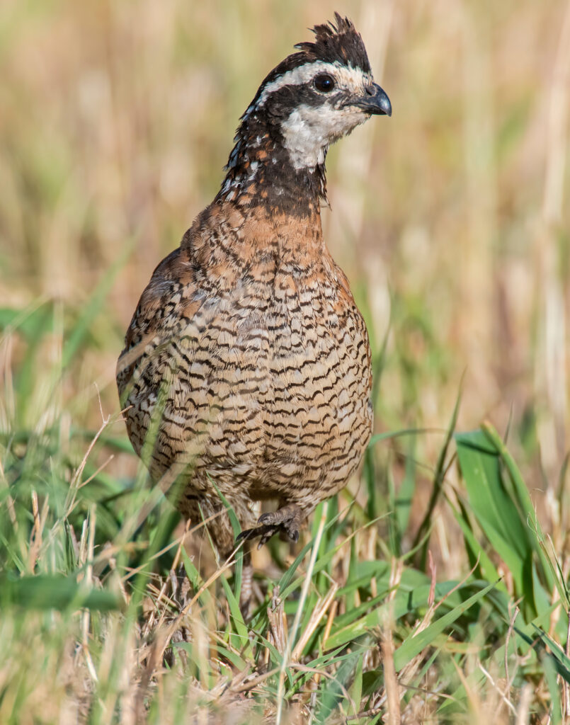 Bobwhite Quail