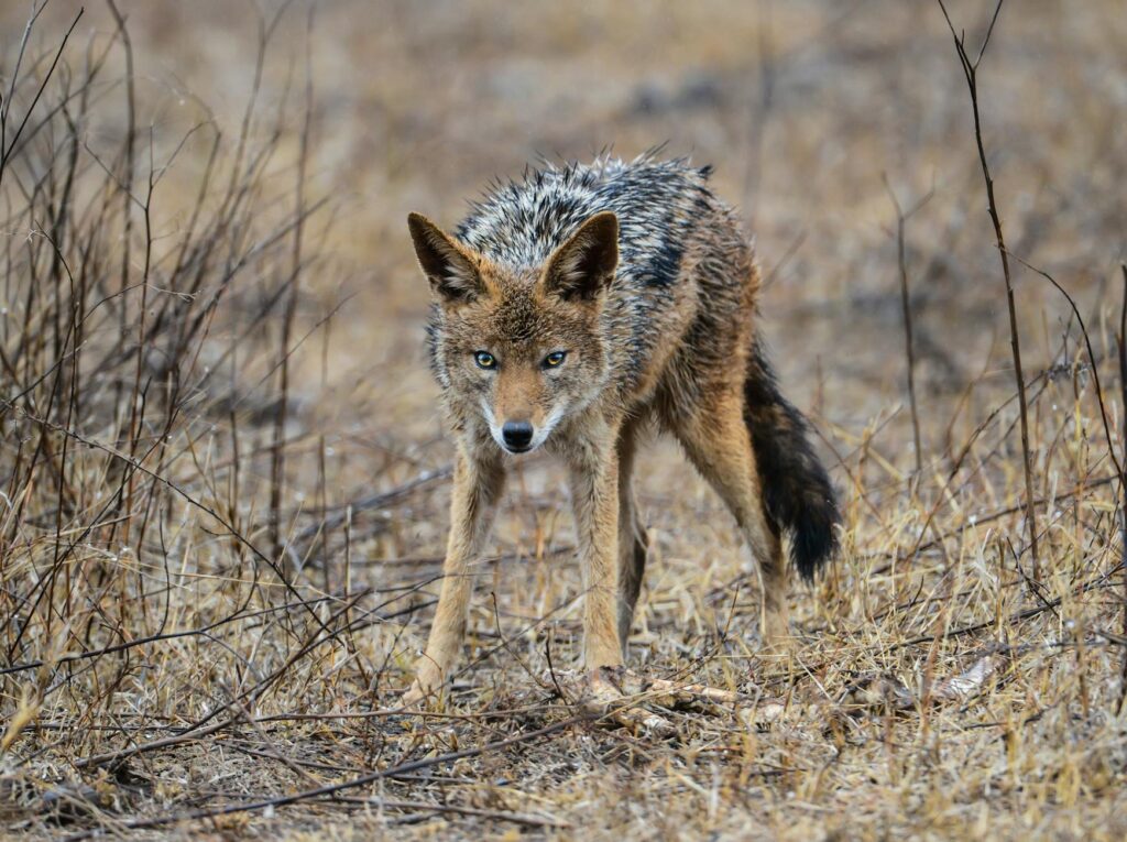 a coyote on brown grass