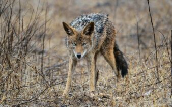 a coyote on brown grass