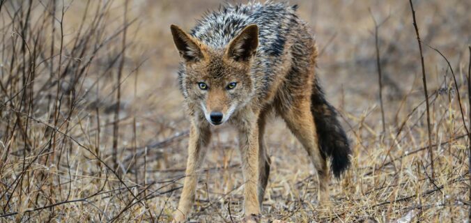 a coyote on brown grass