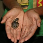 Baby Quail