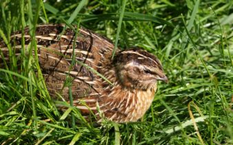 Quail in the grass