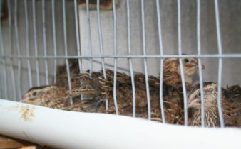 Backyard quail pens