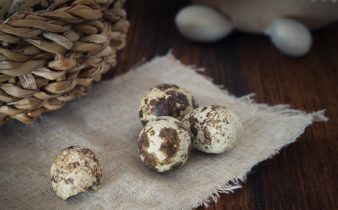 Raising quail for eggs