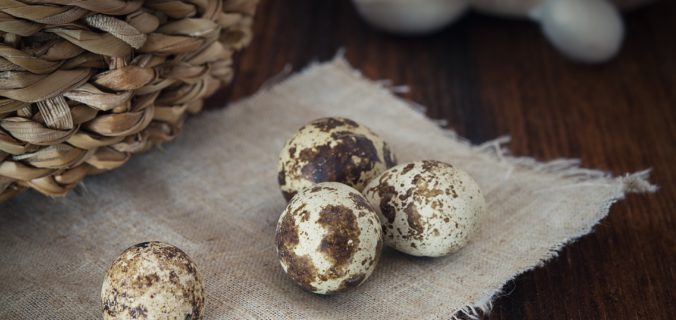 Raising quail for eggs