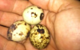 Quail Eggs