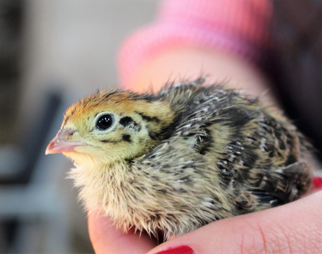 Quail Chick