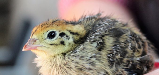 Baby Quail in Hand