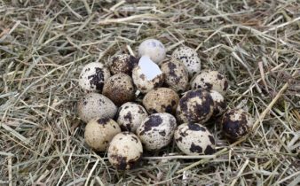 Quail Eggs on Straw