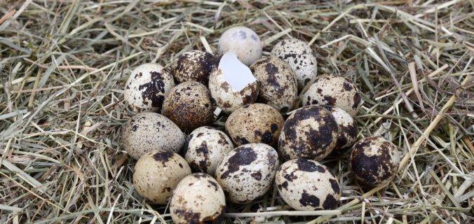 Quail Eggs on Straw