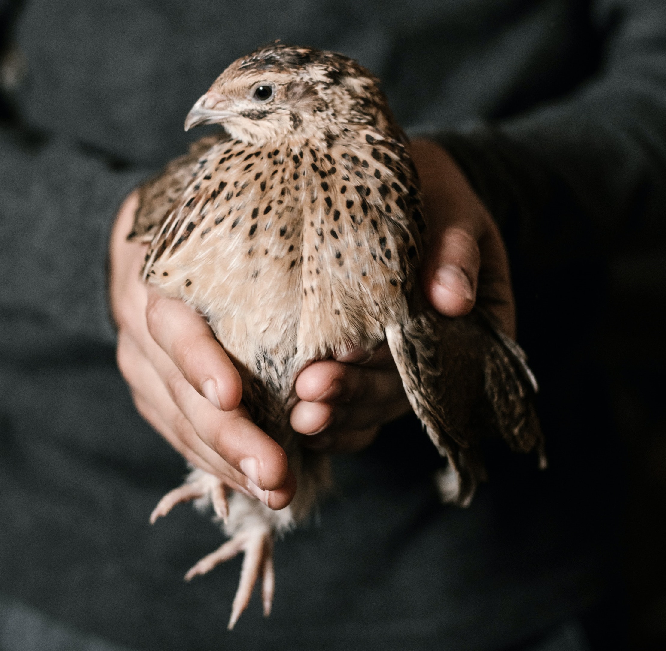 Quail held in hands