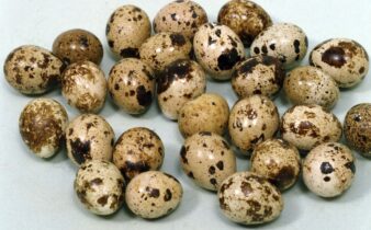 Quail eggs