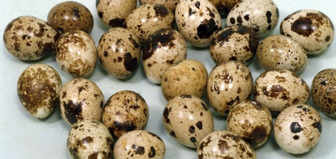 Quail eggs