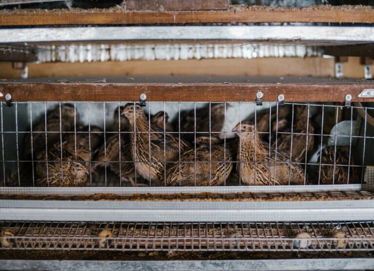 Picture of Feeding Frenzy: A Comprehensive Quail Diet Guide