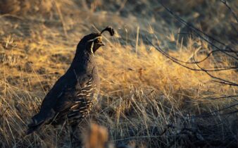 black bird on brown grass