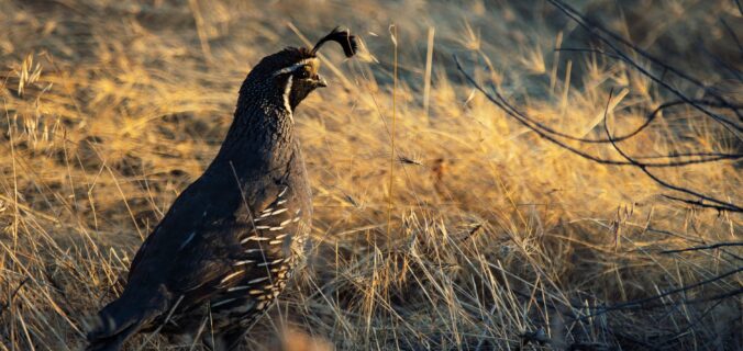 black bird on brown grass