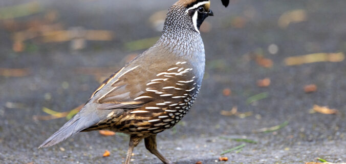 California Quail