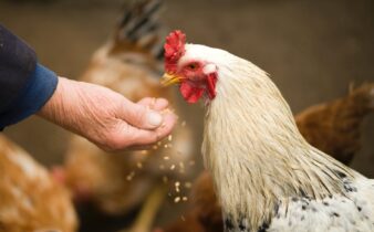 person feeding white chicken outdoor