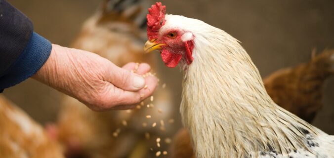 person feeding white chicken outdoor